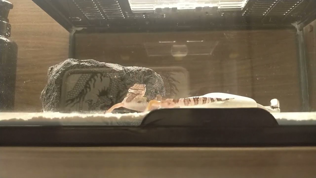 My geckos time lapse