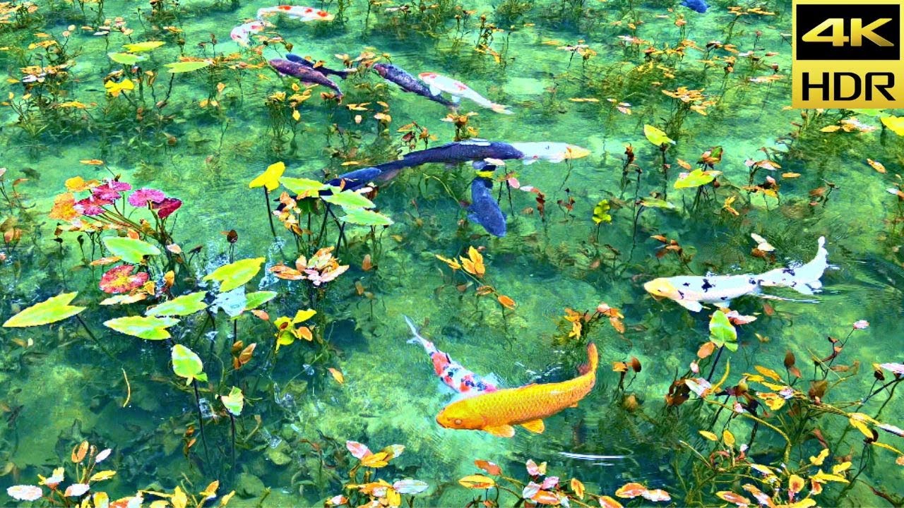 モネの池～名もなき池～｜絶景！動く絵画｜まるでモネの代表作「睡蓮」のよう｜岐阜県関市板取｜リラクゼーション・癒し音楽