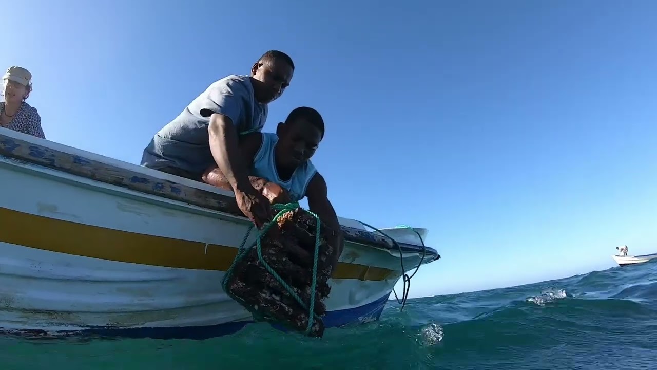 Inside Madagascar’s Living Reefs: How ARMS Are Seeding New Coral Life
