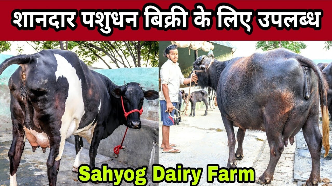 Murrah Buffaloes and Cows Available FOR SALE in Reasonable Price at Sahyog Dairy Farm