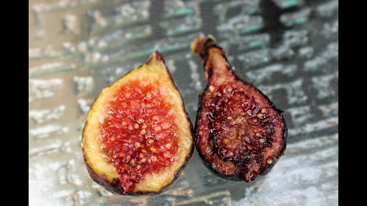 Nerucciolo d'Elba Fig - What a Stunner!