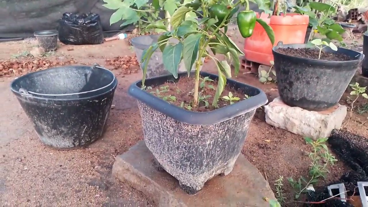 Algumas plantas para se cultivar em vasos veja o video #plantassaudáveis 