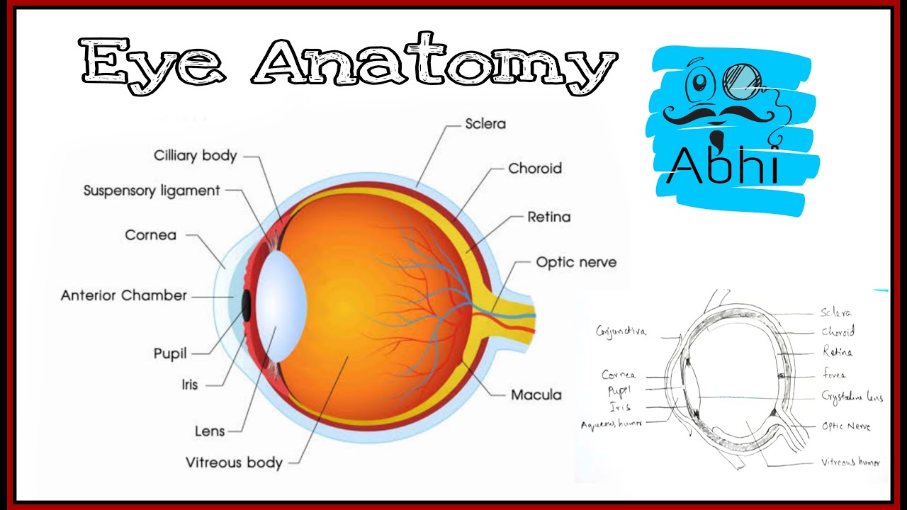 How to draw Internal eye structure||Eyeball anatomy#eyes #tranding #education