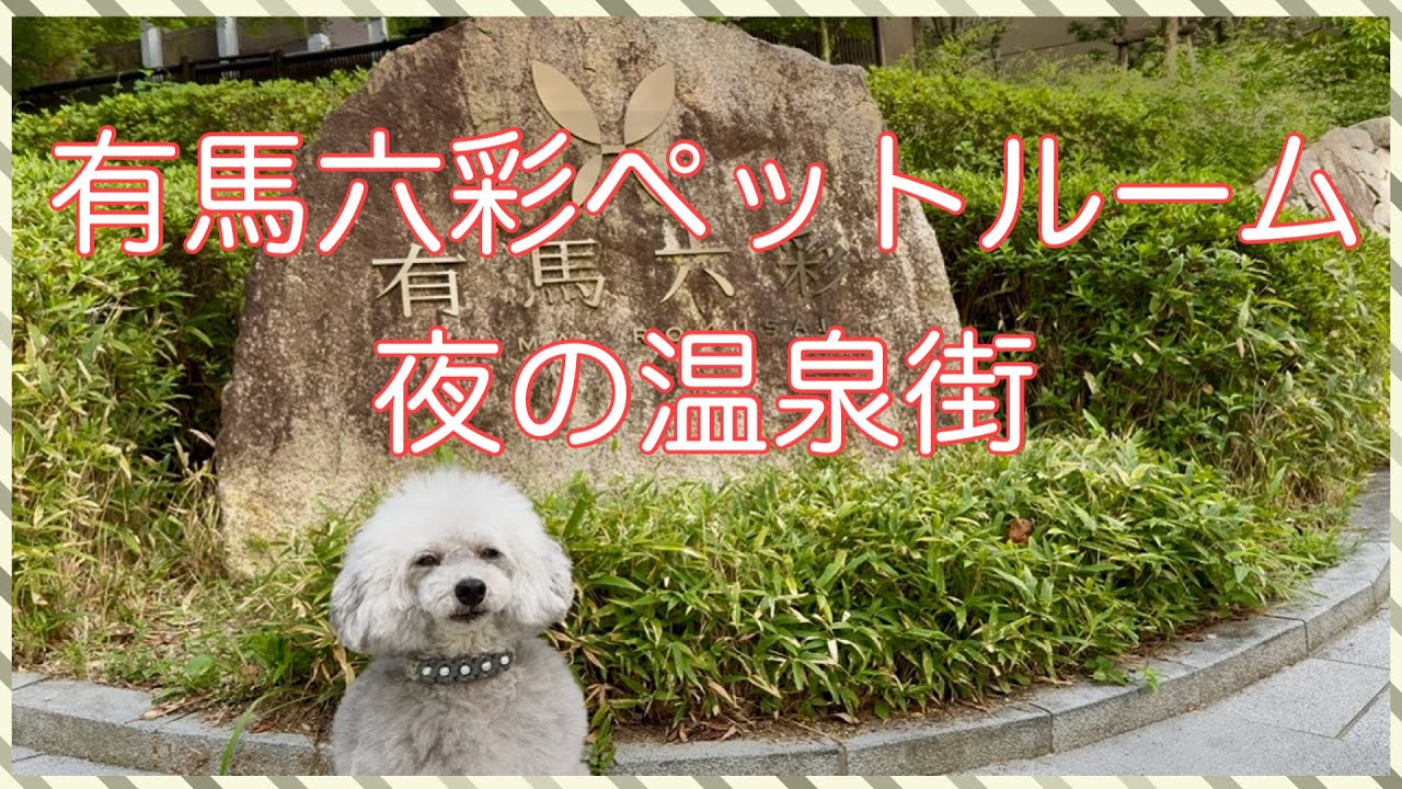 【女1人わんこ旅】有馬温泉で唯一ペットと泊まれるホテルにステイして夜の温泉街を散策