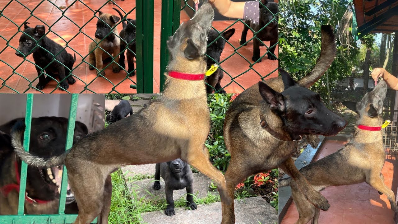 വെറും25000നു Belgian Malinois Dogs Puppies