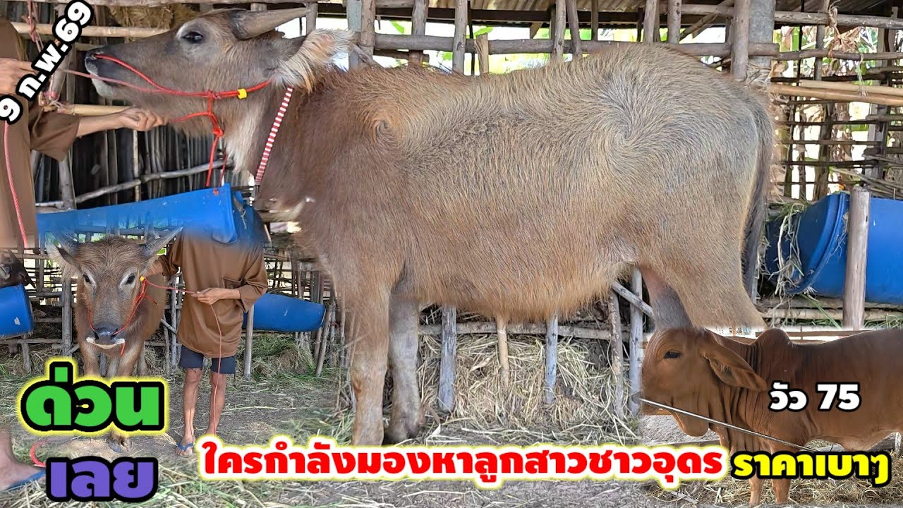 9 ก.พ.69/ ใครกำลังมองหาลูกสาวช้างอุดร.ราคาเบาๆ , ใหญ่ หนา แข้งขาดี.@คอกน้องแนน.