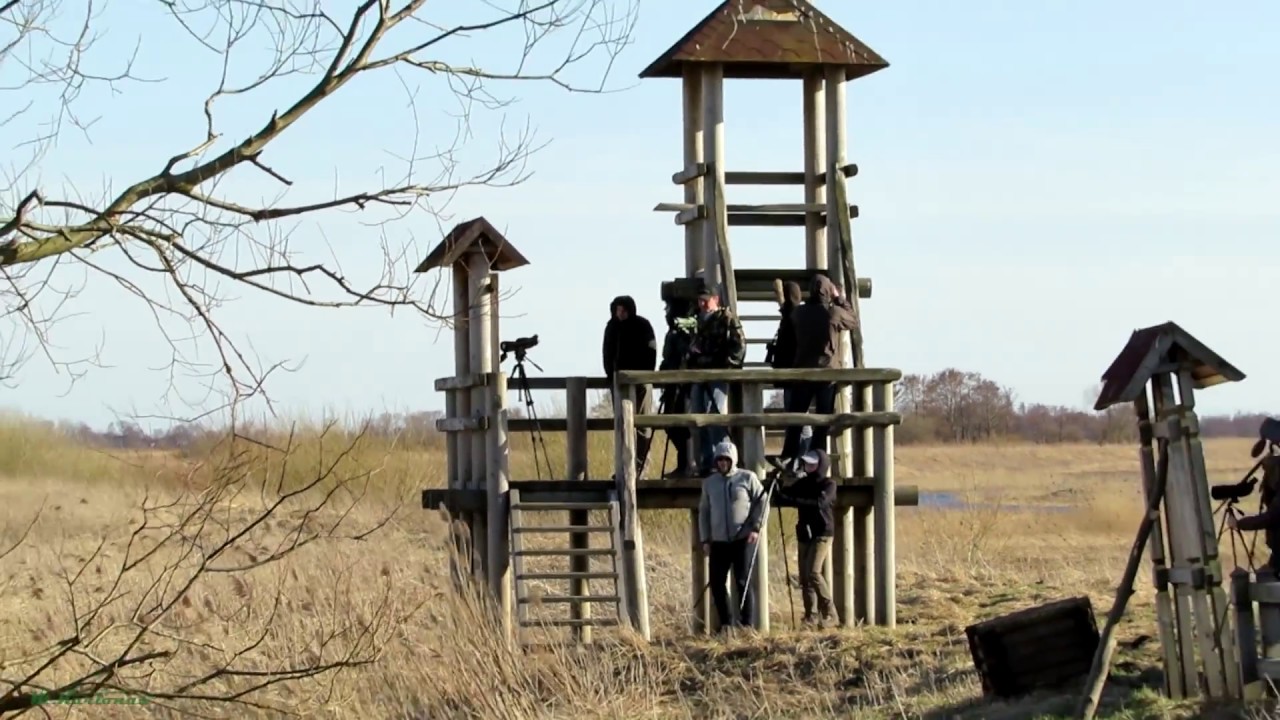 Nemuno deltos pauk&scaron;čiai / Birds of Nemunas river delta  [Full HD 1080p]