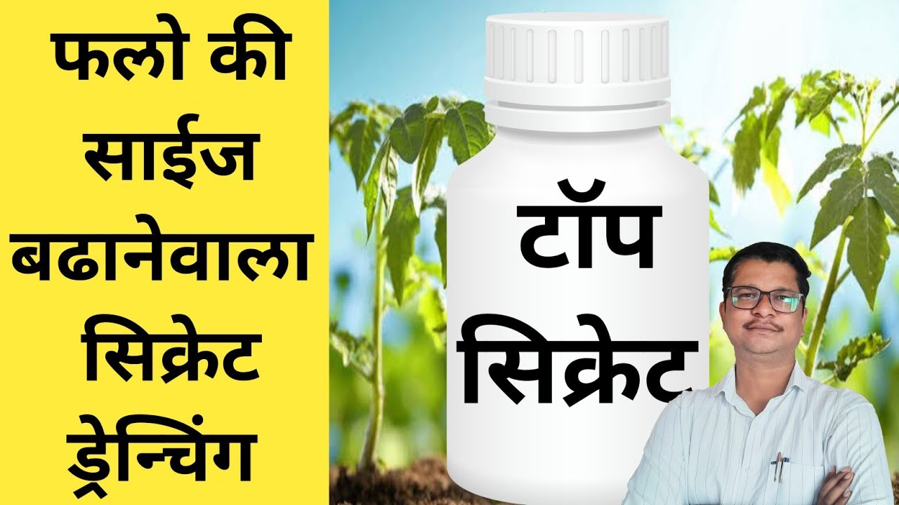 फलो की साईज बढानेवाला ड्रेन्चिंग । Drenching | fruit size