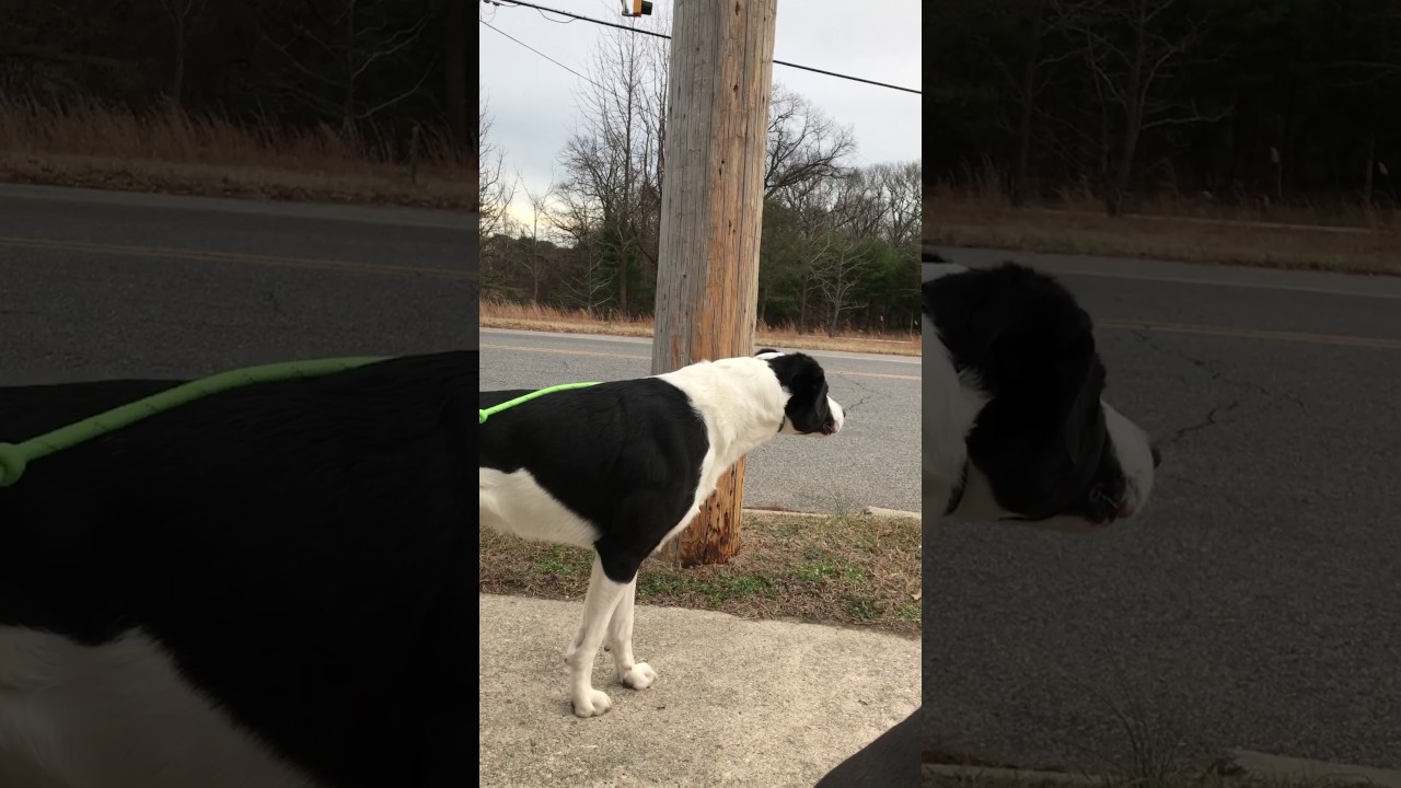 Funny dog imitate's fire truck sirens
