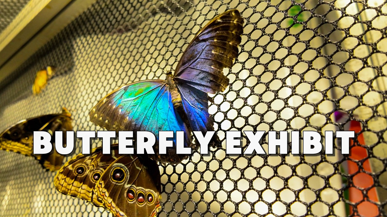 Butterflies in Motion 🦋 | Philadelphia Flower Show 2026 Butterfly Exhibit
