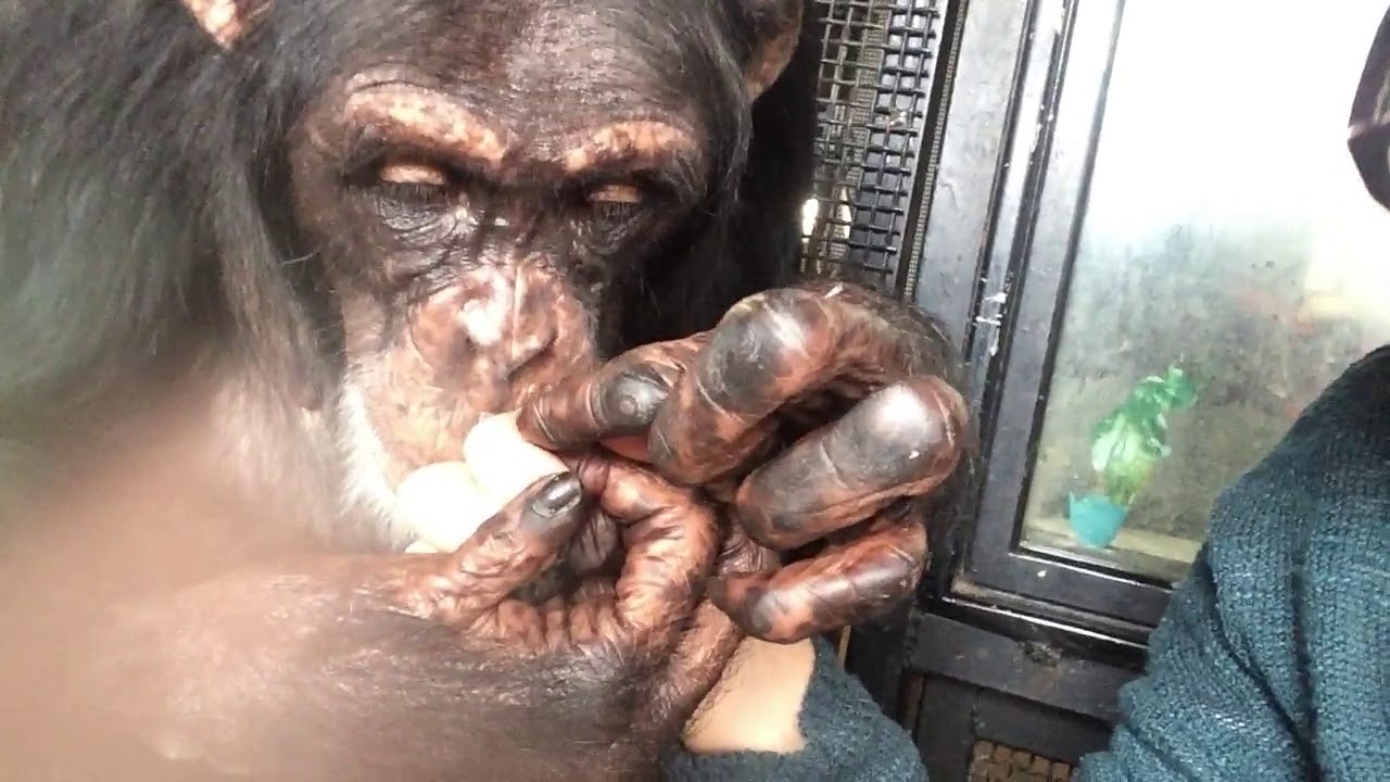 Grooming & Displaying on Valentine's 2019