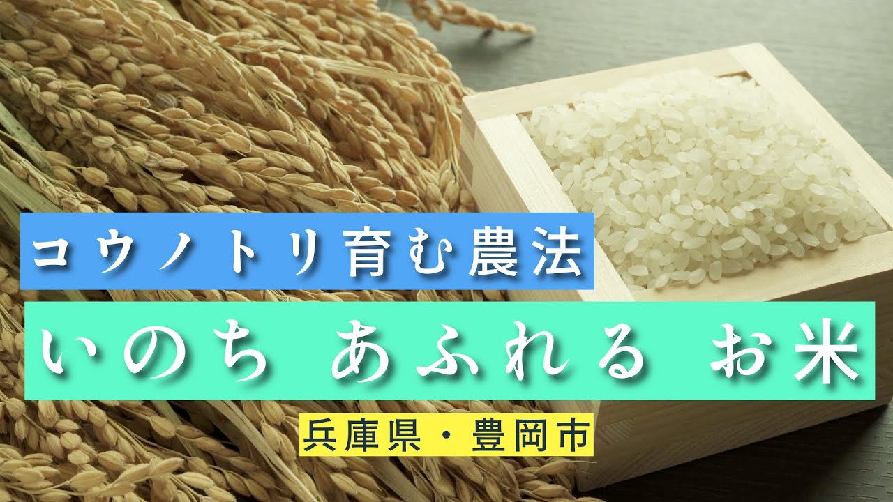 いのち あふれる お米～コウノトリ育む農法（兵庫県・豊岡市）