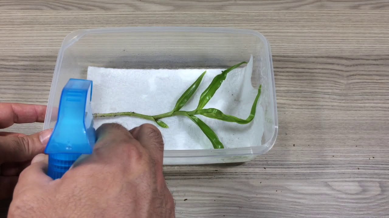Orkide Bakımı (Dendrobium Nobile) Sulaması, Çiçek Açtırma, keiki ayırma