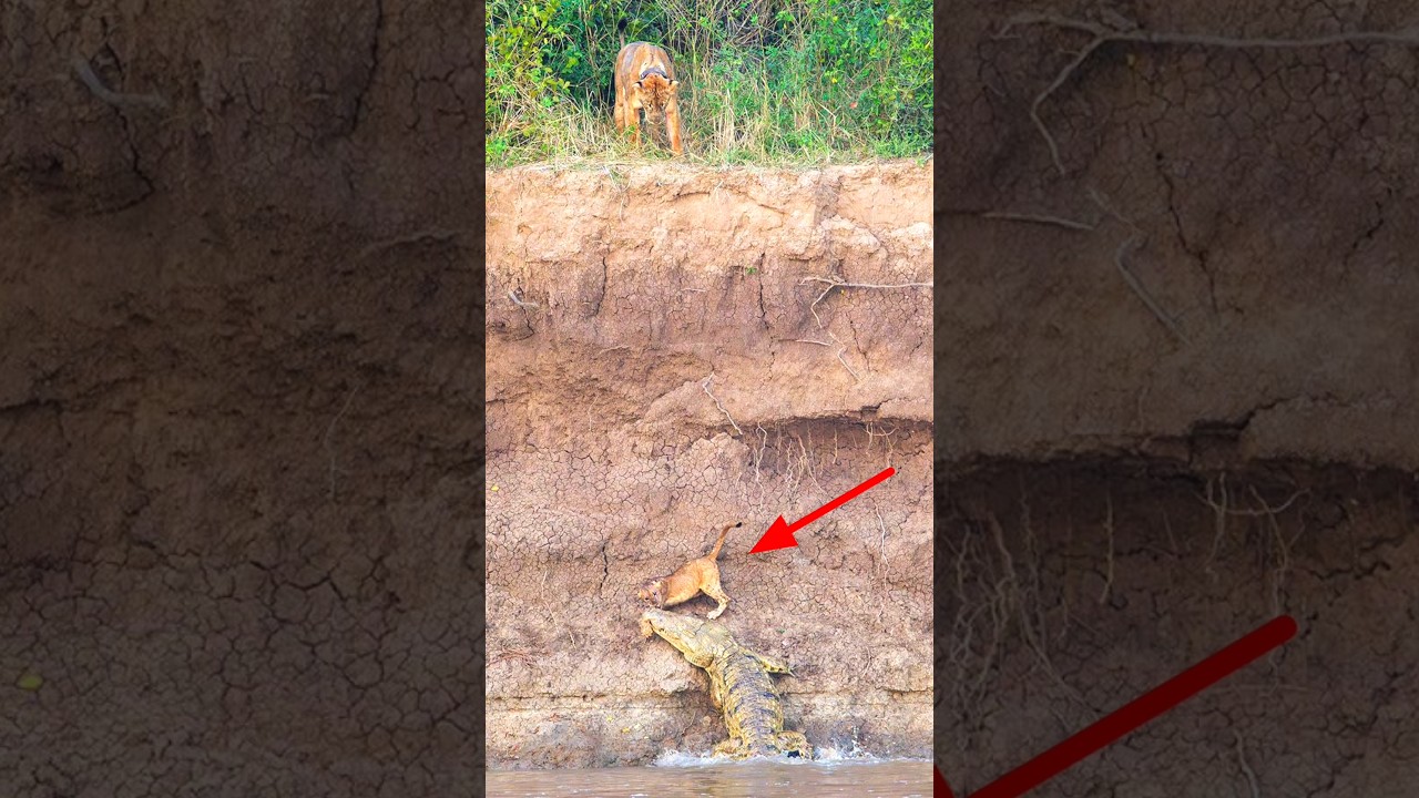 Crocodile Attacked A Flock Of Lions By info fact News