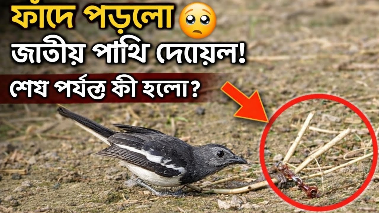 Trapped Wild Bird! 😢 Shocking Rescue – Will It Survive?