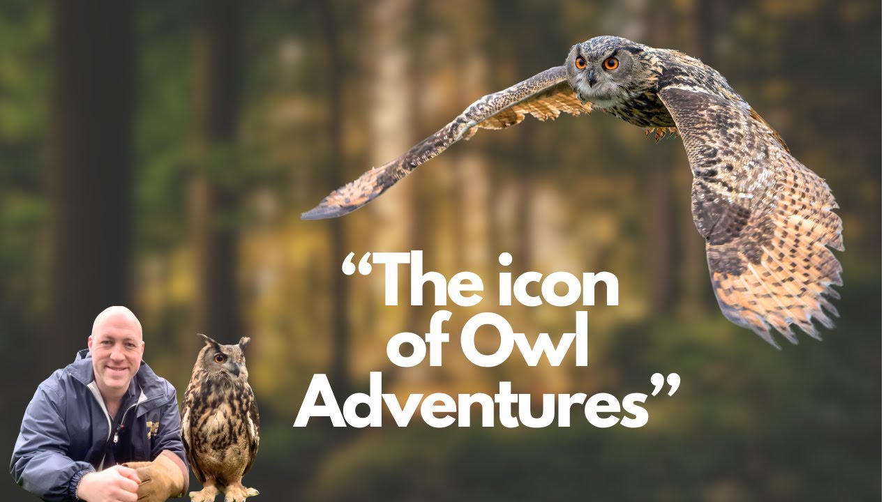 Flying Henri the Eagle owl in the woods on a pleasent day in February