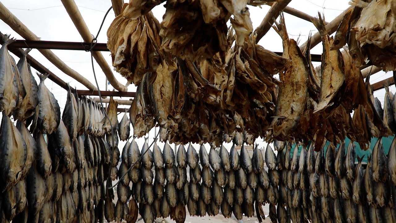 المسموطة ريوك العيد للعوائل البصرية