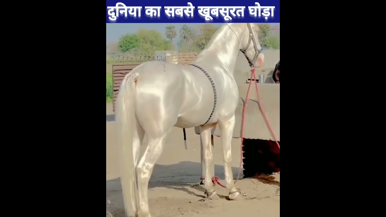 Most beautiful horses in the world 