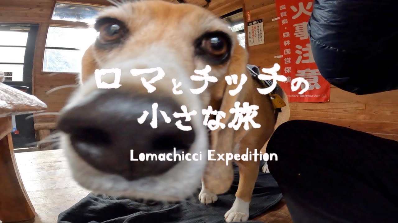 【綿向山】山頂真っ白！避難小屋でロマチッチバーガー【ビーグル】犬連れ登山