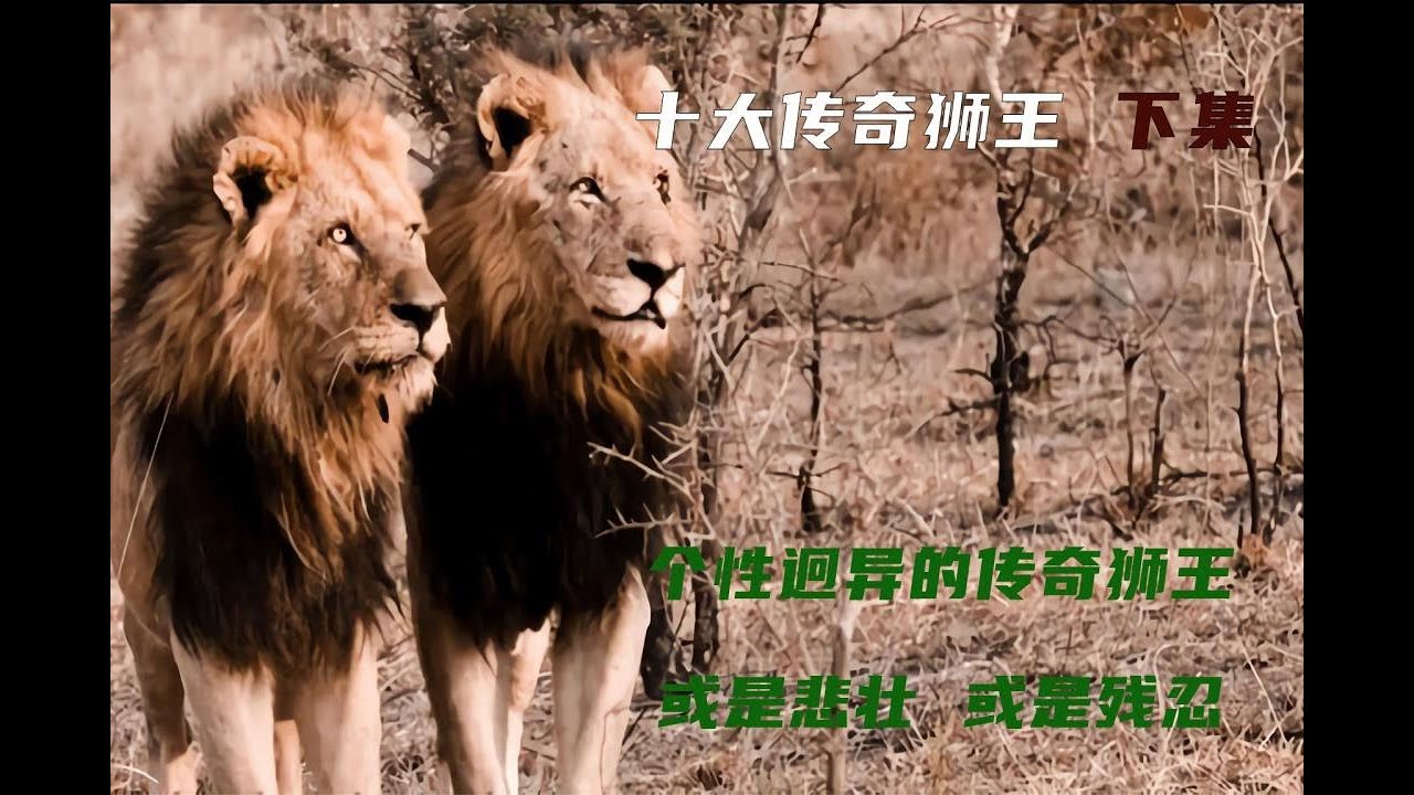 十大传奇狮王，莫伦只能排到第三，排名第一的永远是狮王之王
