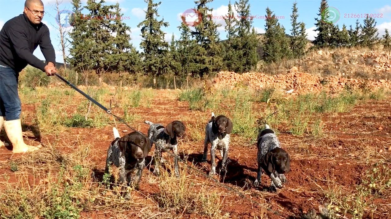 Dressage Chien de Chasse Braque Allemand - Elevage Meknes