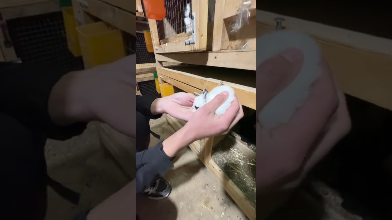 Qisqacha abzor quyon ishqibozlari mazza qilib koradigan video bolgan😍😍