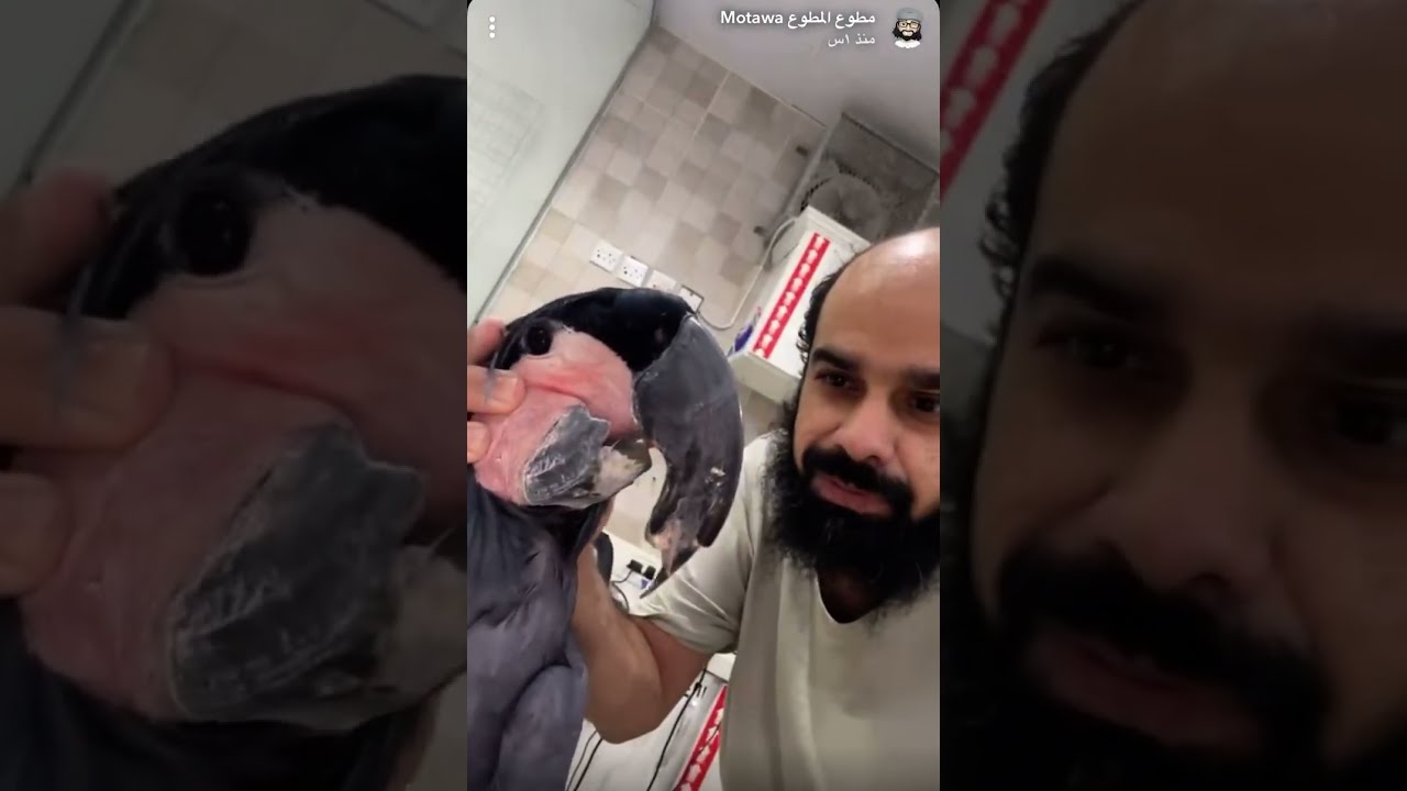 اغلى كوكاتو نخيل مريض 🤢 مشوه منقاره