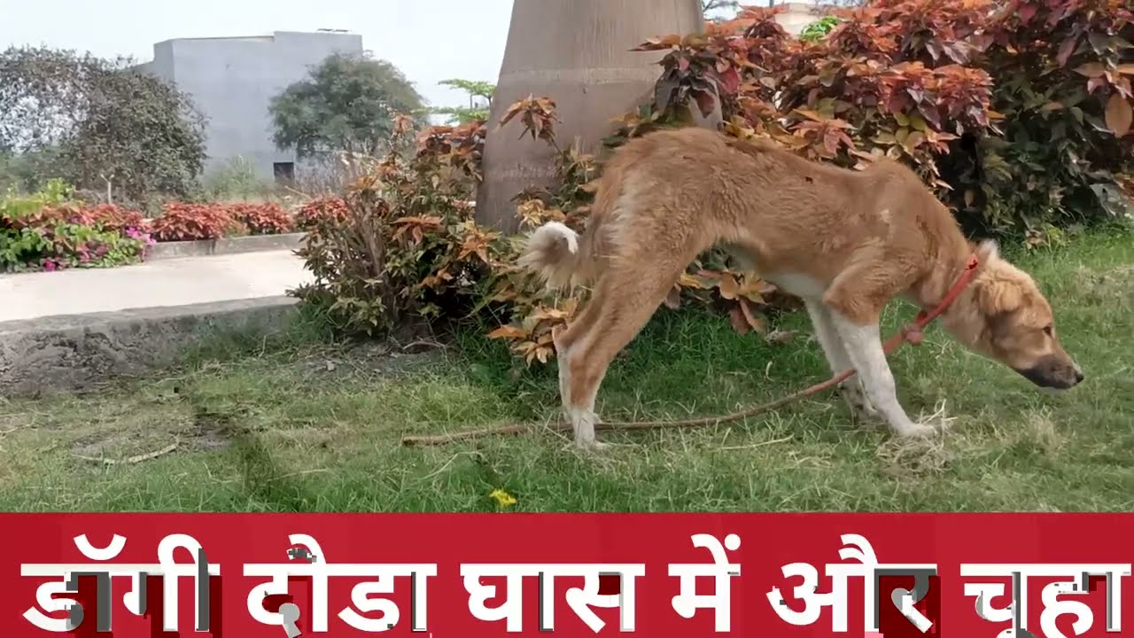 कुत्ते घास में दौड़ा और चूहे को पकड़ा @myprecioussoulvlog