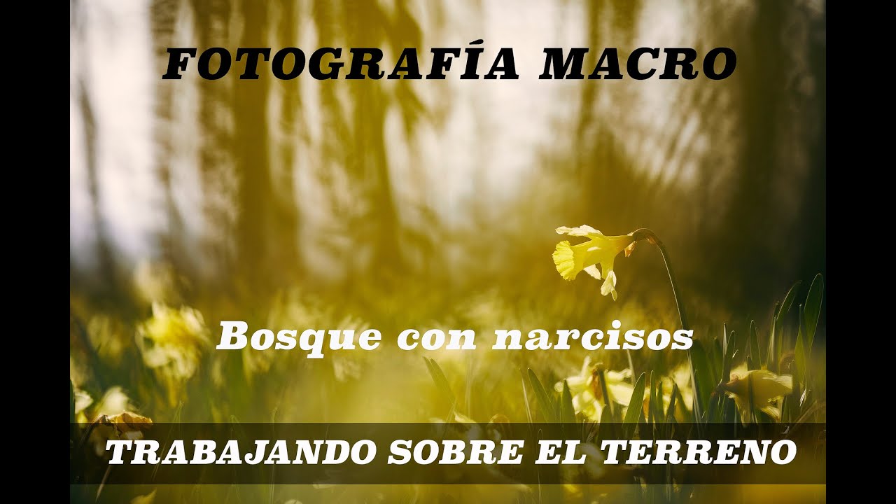 Fotografía macro. bosque con narcisos