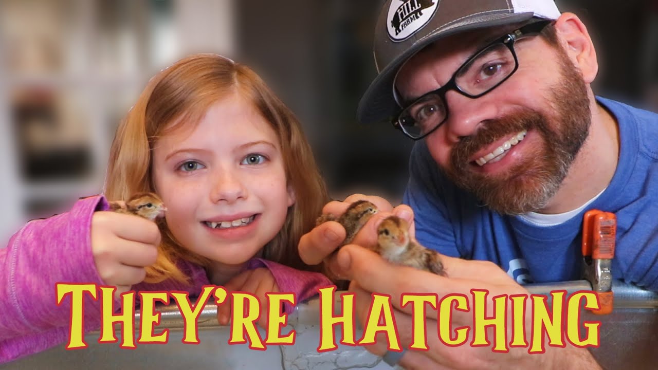 The First Batch of Quail Are Hatching!! (The Farm Life)