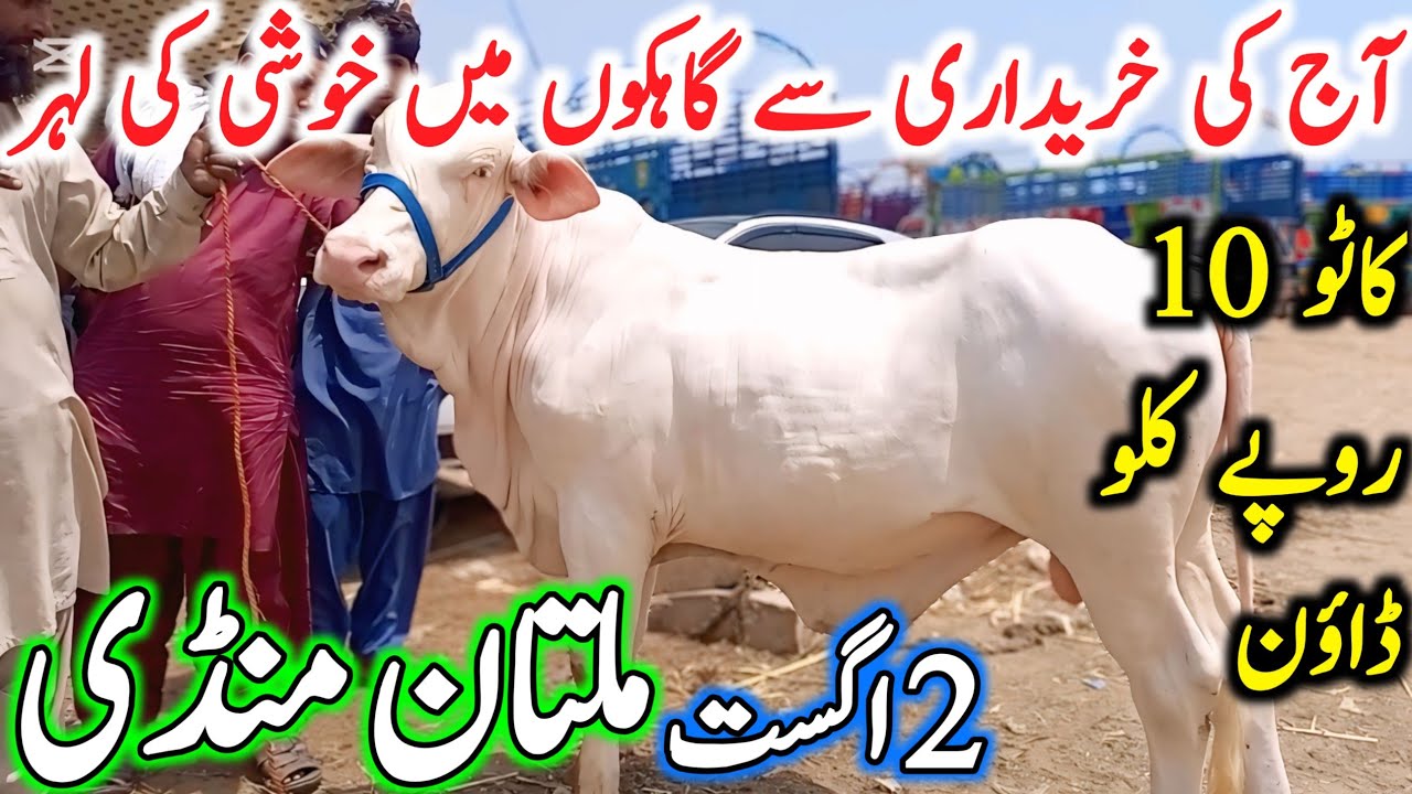 Today Multan Cow Mandi Fresh Latest Updates | 2 August 2025 | Cholistani Sahiwal Katto Bachre 2025🔥