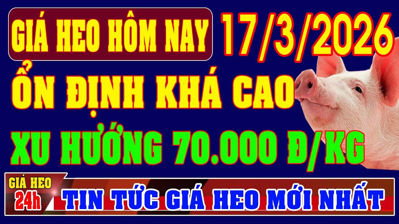 Giá Heo Hơi Ngày 17/3/2026: ỔN ĐỊNH KHÁ CAO, XU HƯỚNG TĂNG LÊN MỐC 70.000 ĐỒNG/KG