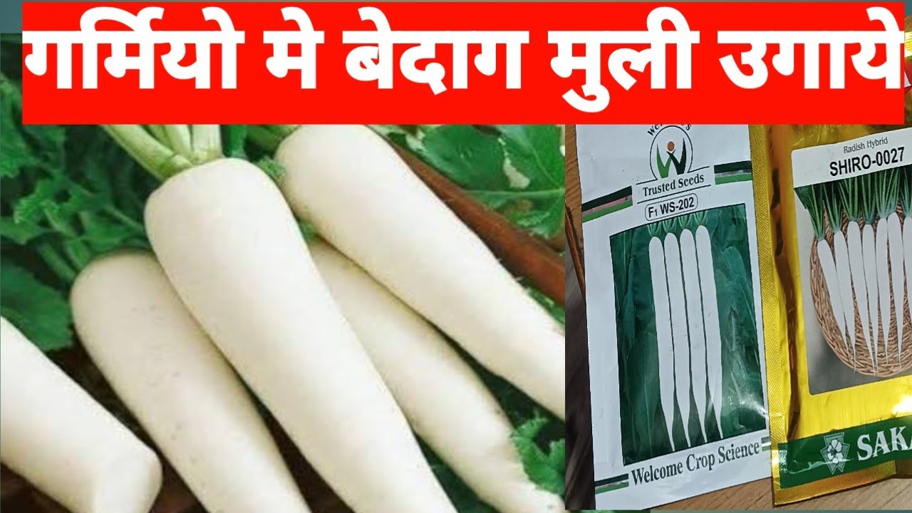 मुली की खेती