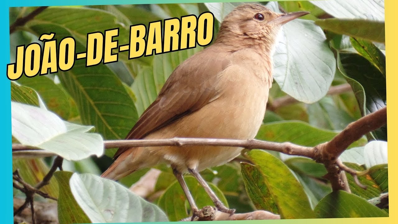 JOÃO-DE-BARRO #birdphotos #fotonatureza