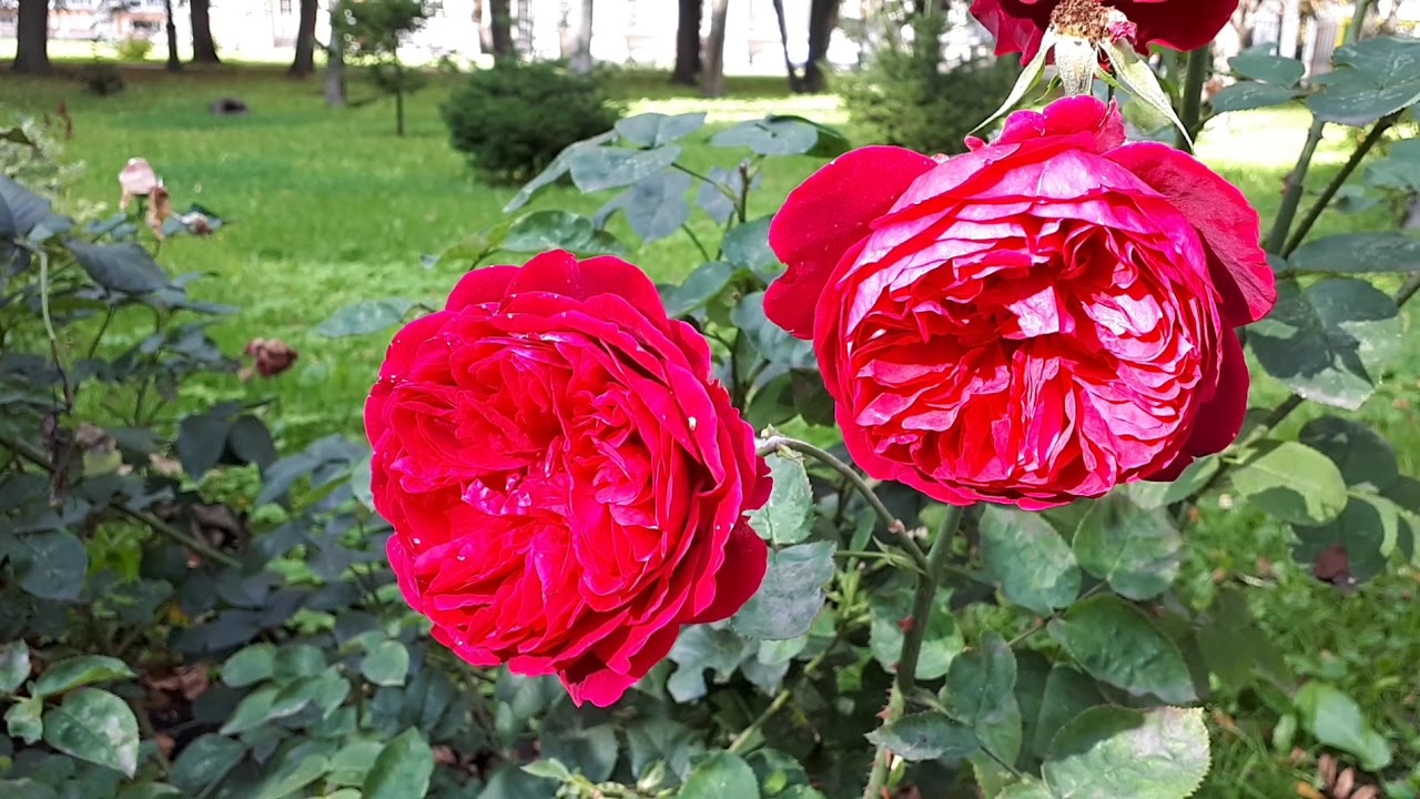 🌹Елена Фролова🌹Миллион алых роз🌹 #видеоMoyaMechta