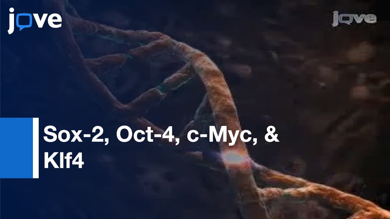 Generating iPS Cells From MEFS Through Forced Expression l Protocol Preview