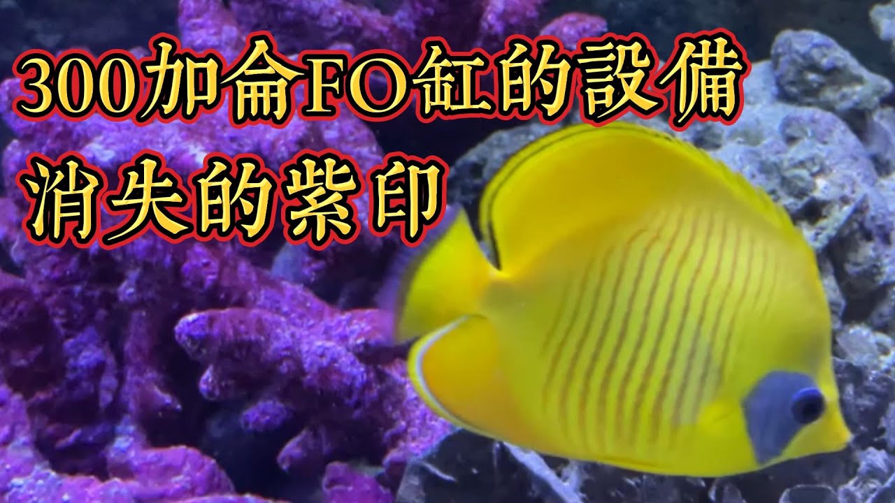 300 gallon FO 設備夠不夠？紫印發生了什麼事？
