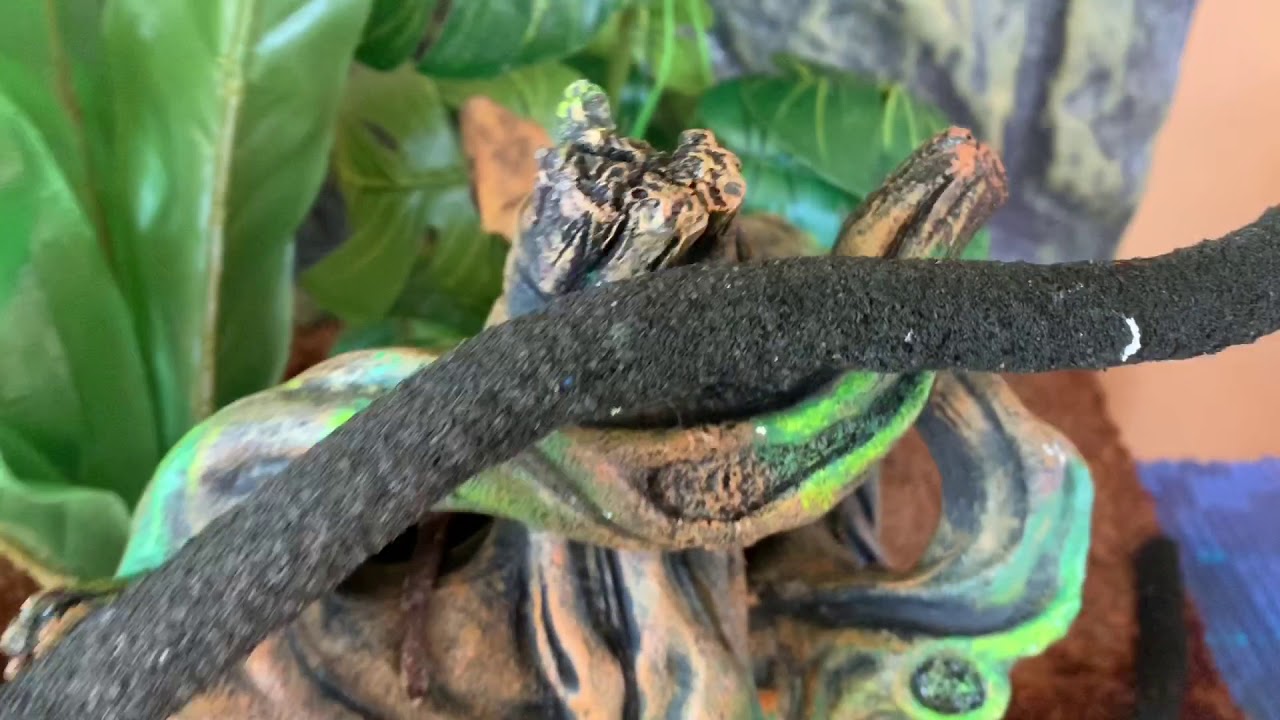 CRESTED GECKO BREEDING PROJECT UPDATE #1!