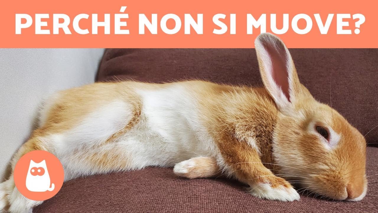 Il mio CONIGLIO NON SI MUOVE ma RESPIRA 🐰 Cosa c'&egrave; che non va?