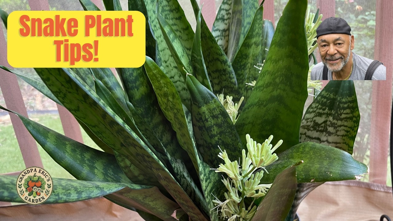 Snake Plant Care Made Simple | The Houseplant You Can’t Kill!
