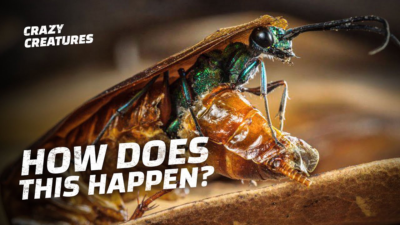 Alien Jewel Wasp Larvae Burst Out of Cockroaches
