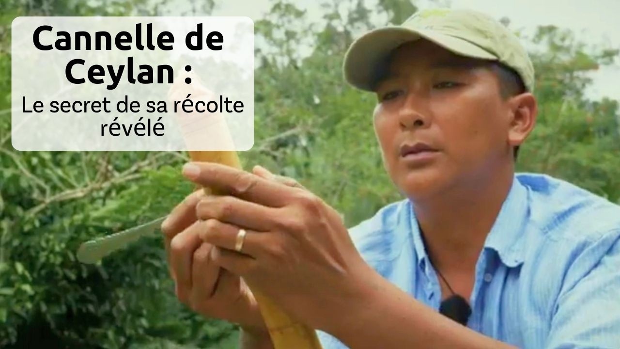 Cannelle de Ceylan : ses secrets de fabrication à Madagascar révélées !