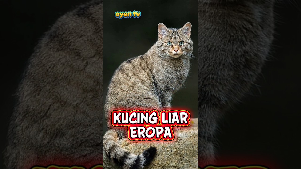 Kucing liar Eropa 