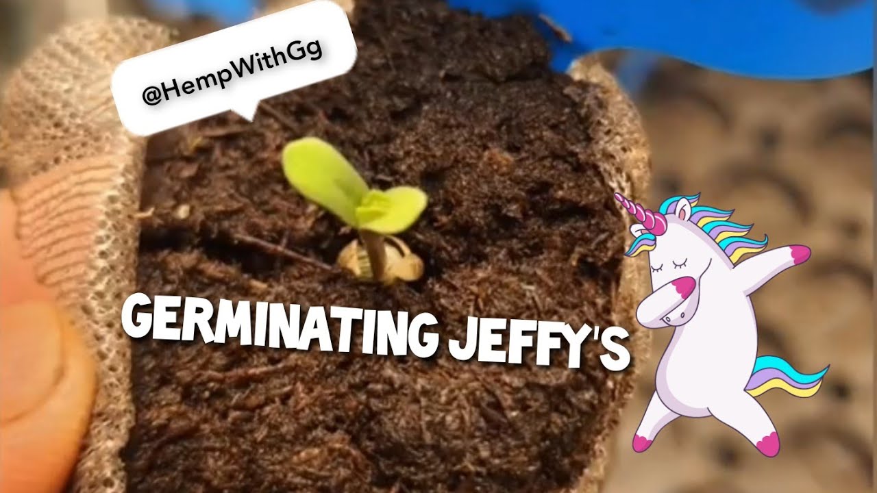 Germin Jiffy's (Day 1) do-si-do, gookies, skunk hero. blue gelato, Girl Scout