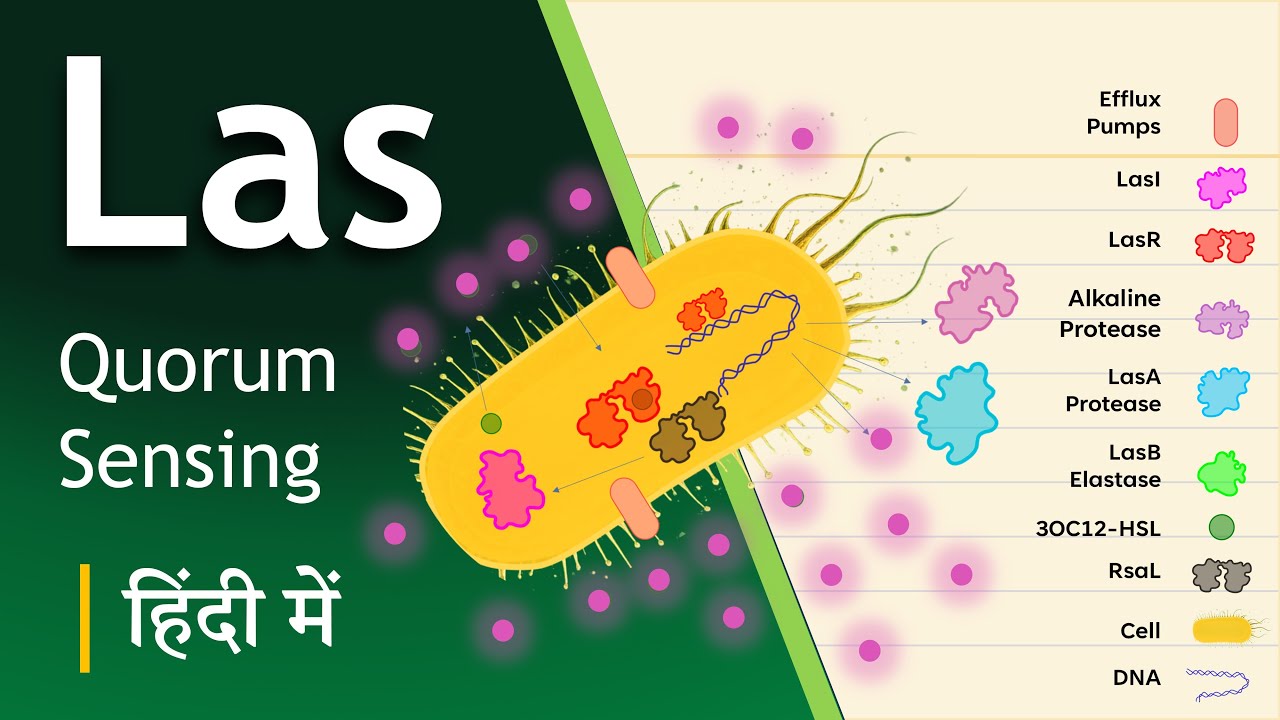 Pseudomonas aeruginosa | Las Quorum Sensing System | Virulence का Master Regulator | Biology Goal