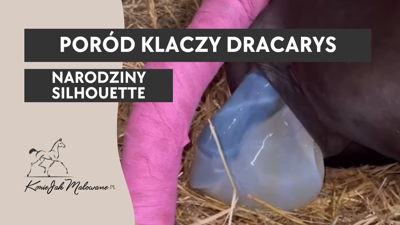 Poród klaczy Dracarys - repozycja jednej nogi źrebaka
