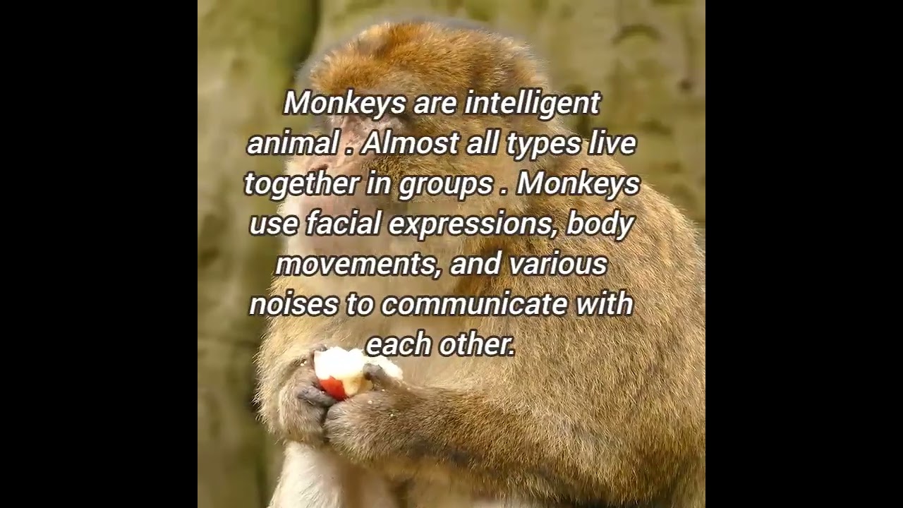 #shorts | facts about monkey