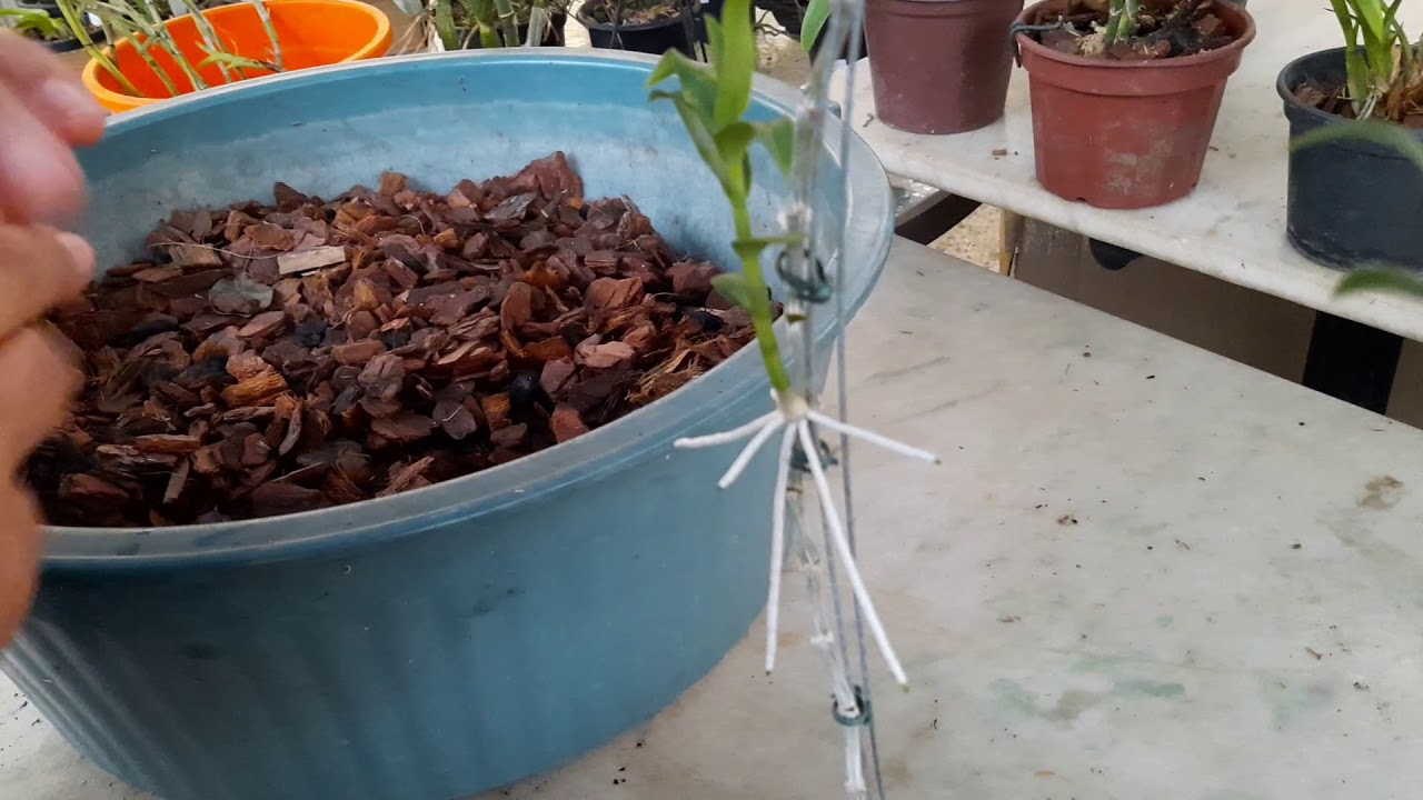 Como  retirar corretamente e plantar keikis ( mudas )