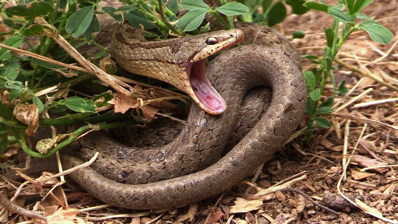 Hadi Česk&eacute; republiky / The snakes of Czech Republic, Showreel