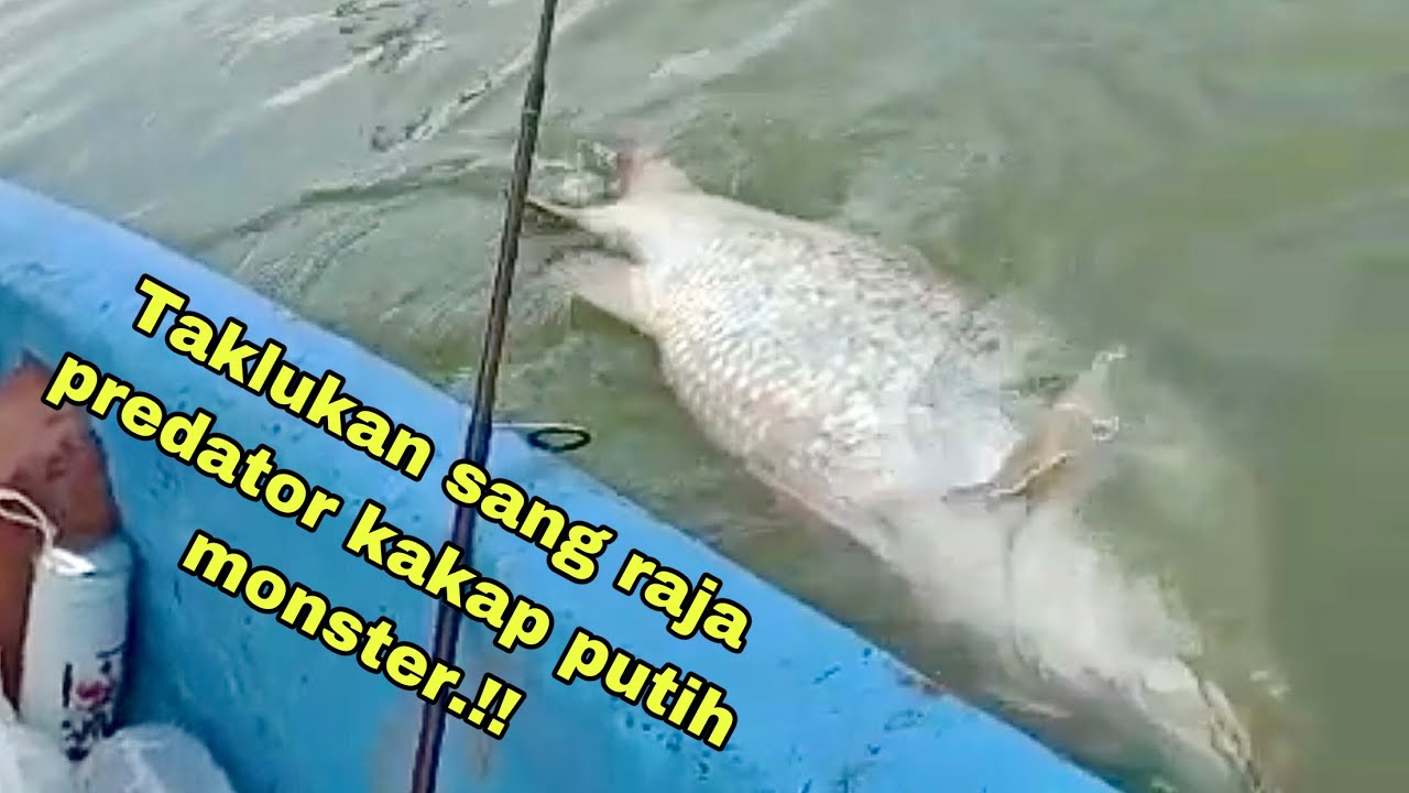 Taklukan Raksasa Kakap Putih Bikin Heboh Pemancing.!! Mancing Kakap Putih-Barramundi
